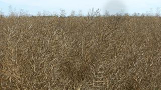 Selon Terres Inovia, le rendement moyen français en colza atteint 31 q/ha cette année. © A.Cassigneul/GFA Selon Terres Inovia, le rendement moyen français en colza atteint 31 q/ha cette année. © A.Cassigneul/GFA